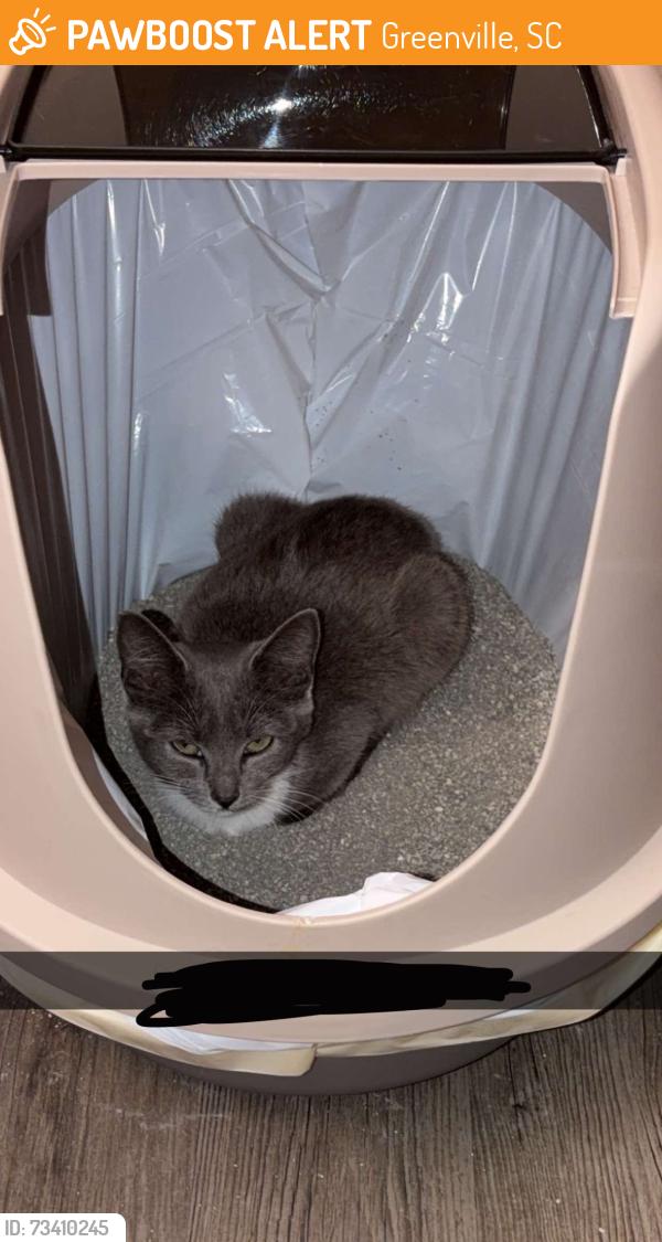 Found/Stray Female Cat last seen N/a, Greenville, SC 29601