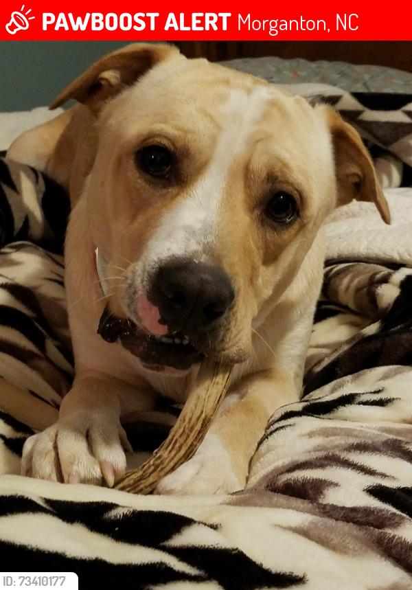 Lost Male Dog last seen Near playmore beach road Morganton nc 28655, Morganton, NC 28655