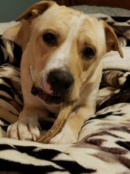 Lost Male Dog last seen Near playmore beach road Morganton nc 28655, Morganton, NC 28655