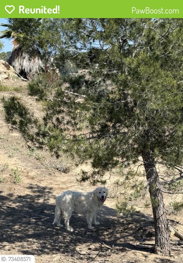 Reunited Male Dog last seen Near Rose Rd, Fallbrook, CA 92028, USA, Fallbrook, CA 92028