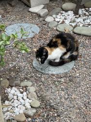 Found/Stray Female Cat last seen Laurel Gate Community Park, Buena Park, CA 90620