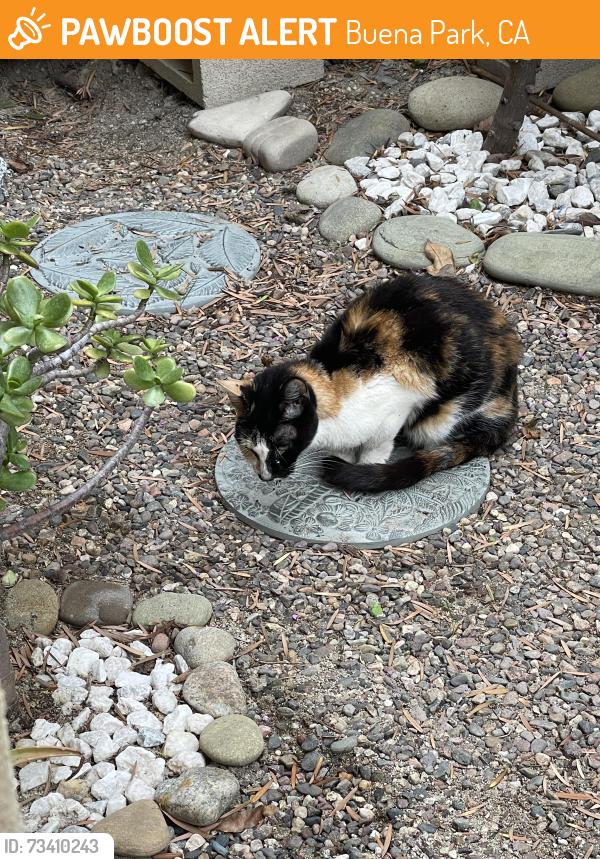 Found/Stray Female Cat last seen Laurel Gate Community Park, Buena Park, CA 90620