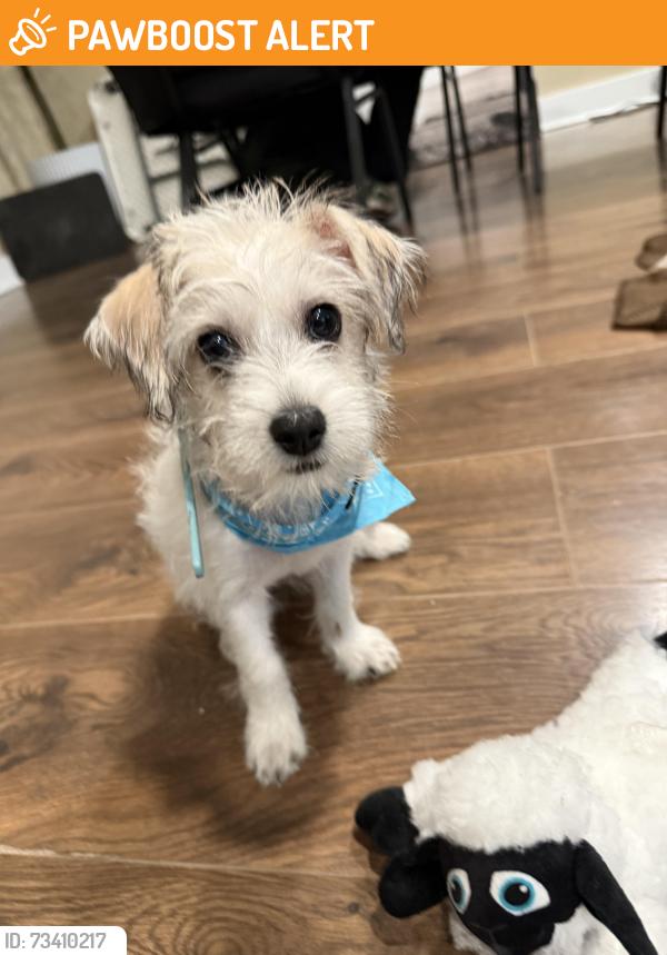 Found/Stray Female Dog last seen Near S Covina Blvd La Puente, CA 91746 United States, Avocado Heights, CA 91746