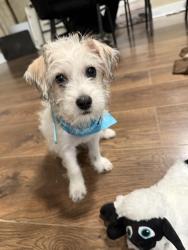 Found/Stray Female Dog last seen Near S Covina Blvd La Puente, CA 91746 United States, Avocado Heights, CA 91746