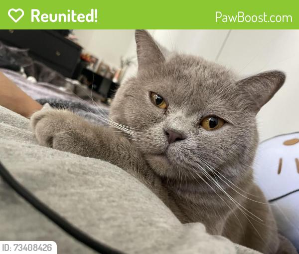 Reunited Male Cat last seen Newport ave, Tustin, CA 92780