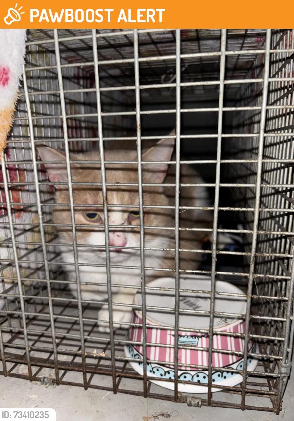 Found/Stray Male Cat last seen Schodack Dr. and Short St., Castleton-on-Hudson, NY 12033