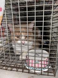 Found/Stray Male Cat last seen Schodack Dr. and Short St., Castleton-on-Hudson, NY 12033