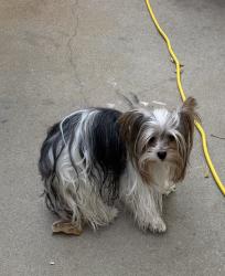 Reunited Male Dog last seen Carillion/Vauxhall, Galt, CA 95632
