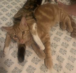 Reunited Male Cat last seen Near Wunderlin Ave, San Diego, CA 92114, USA, San Diego, CA 92114