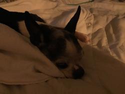 Lost Female Dog last seen Near Sterrett fire station, Sterrett, AL 35147