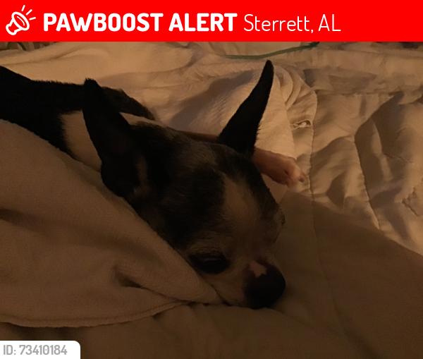 Lost Female Dog last seen Near Sterrett fire station, Sterrett, AL 35147