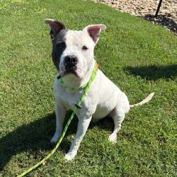 Shelter Stray Male Dog last seen , 328 Furman Hall Rd, Greenville, SC 29609, USA