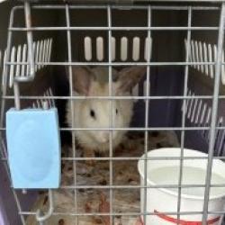 Shelter Stray Female Rabbit last seen , 361 S Raymond Ave, Pasadena, CA 91105, USA
