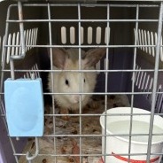 Shelter Stray Female Rabbit last seen , 361 S Raymond Ave, Pasadena, CA 91105, USA