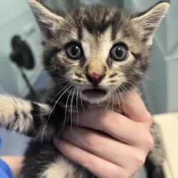 Shelter Stray Male Cat last seen , 980 Guilford College Rd, Greensboro, NC 27409, USA