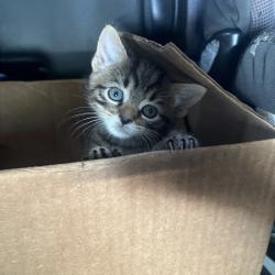 Shelter Stray Male Cat last seen , 980 Guilford College Rd, Greensboro, NC 27409, USA