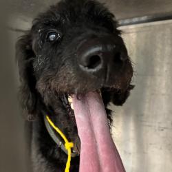 Shelter Stray Male Dog last seen , 980 Guilford College Rd, Greensboro, NC 27409, USA