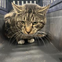 Shelter Stray Unknown Cat last seen , 980 Guilford College Rd, Greensboro, NC 27409, USA