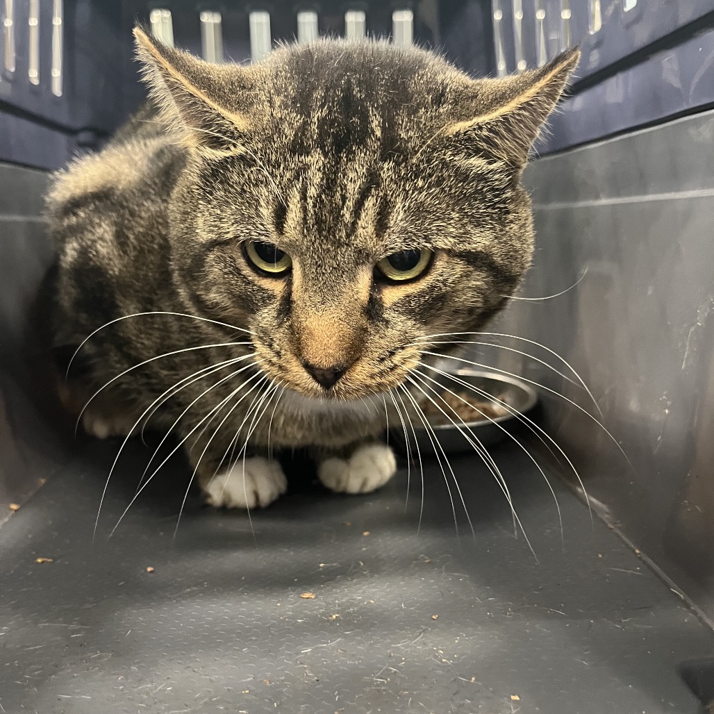 Shelter Stray Unknown Cat last seen , 980 Guilford College Rd, Greensboro, NC 27409, USA