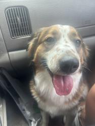 Found/Stray Female Dog last seen Waterside, Fort Worth, TX 76137