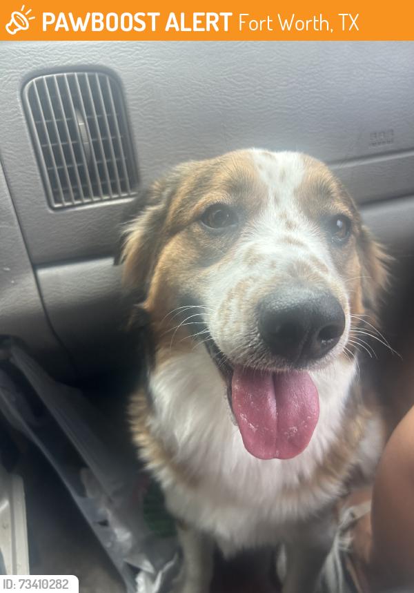 Found/Stray Female Dog last seen Waterside, Fort Worth, TX 76137