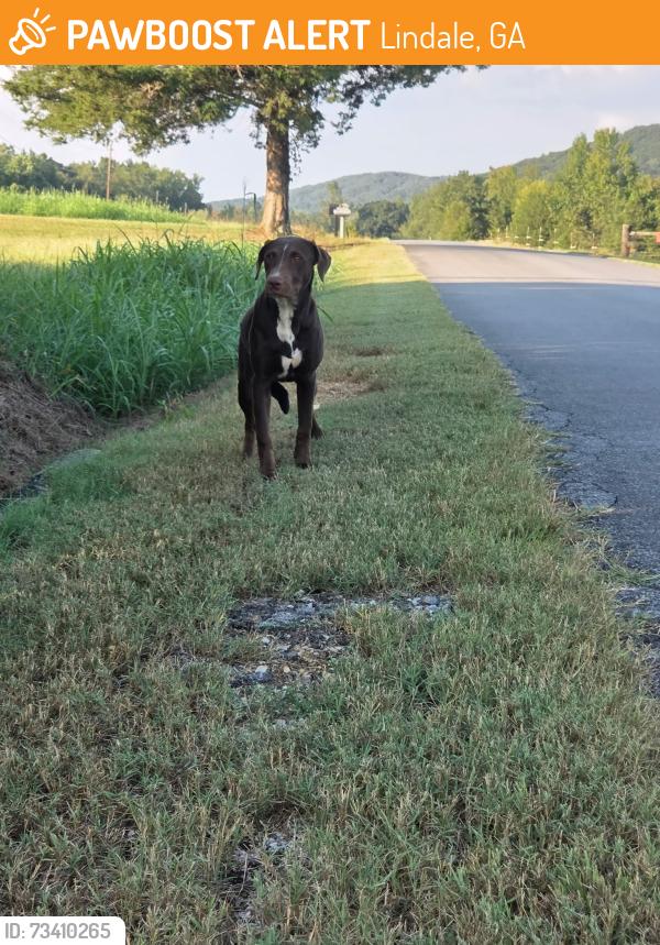 Found/Stray Female Dog last seen Superior Drive, Lindale, GA 30147