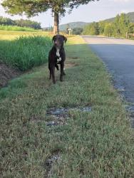 Found/Stray Female Dog last seen Superior Drive, Lindale, GA 30147