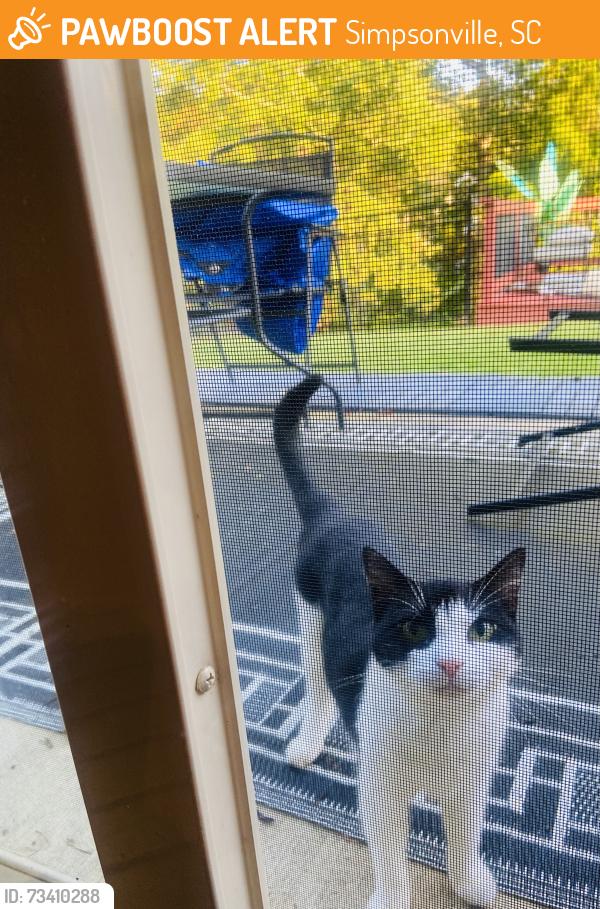Found/Stray Unknown Cat last seen Watermill Pond Subdivision near Holcomb and Standing Springs, Simpsonville, SC 29680