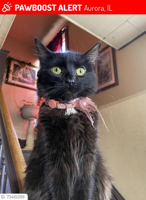 Lost Female Cat last seen Fifth st & South Ave, Aurora, IL 60505