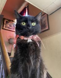 Lost Female Cat last seen Fifth st & South Ave, Aurora, IL 60505