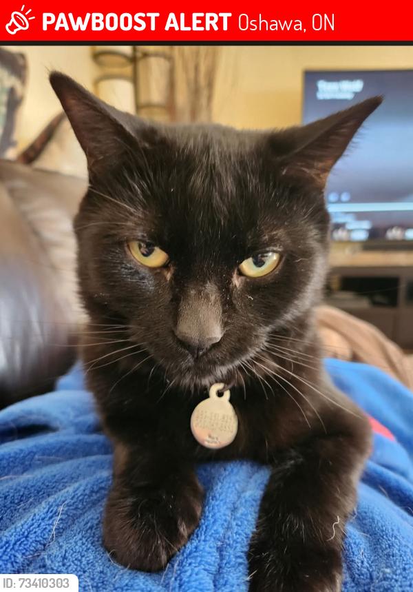 Lost Male Cat last seen Central park bv n and rossland rd e, Oshawa, ON 