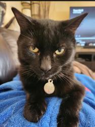 Lost Male Cat last seen Central park bv n and rossland rd e, Oshawa, ON 
