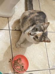 Found/Stray Female Cat last seen First Street, off Bronx River Road & McLean Ave Yonker, NY, Yonkers, NY 10704