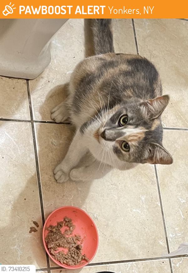 Found/Stray Female Cat last seen First Street, off Bronx River Road & McLean Ave Yonker, NY, Yonkers, NY 10704