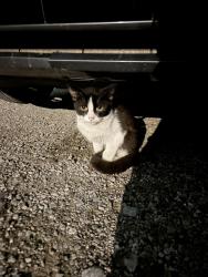 Found/Stray Male Cat last seen Near arbor Ave Indianapolis Indiana 46221, Indianapolis, IN 46241