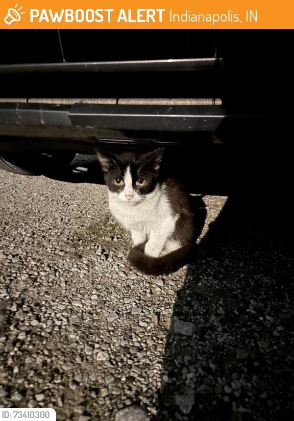 Found/Stray Male Cat last seen Near arbor Ave Indianapolis Indiana 46221, Indianapolis, IN 46241