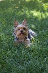 Lost Female Dog last seen Near 15905 Eccles St, North Hills, CA 91343, Los Angeles, CA 91343