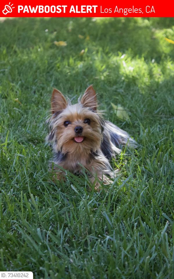Lost Female Dog last seen Near 15905 Eccles St, North Hills, CA 91343, Los Angeles, CA 91343