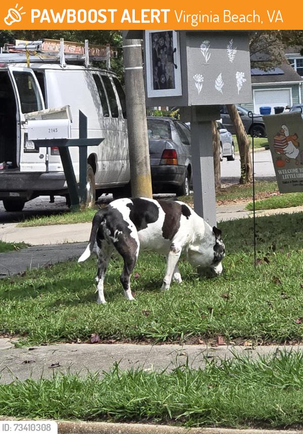 Found/Stray Male Dog last seen By stop sign on fort belvoir drive, Virginia Beach, VA 23464