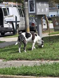 Found/Stray Male Dog last seen By stop sign on fort belvoir drive, Virginia Beach, VA 23464