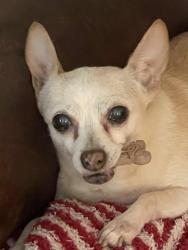 Reunited Female Dog last seen Belvedere and Lynwood, Highland, CA 92346