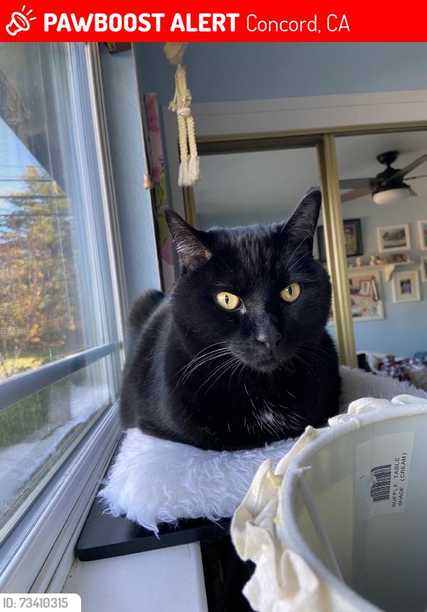 Lost Male Cat last seen Dave Brubeck Park, Concord Blvd, Concord, CA 94521