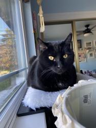 Lost Male Cat last seen Dave Brubeck Park, Concord Blvd, Concord, CA 94521