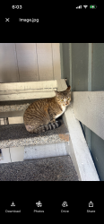 Lost Female Cat last seen 20th St E and 66th ave e, Fife, WA 98424