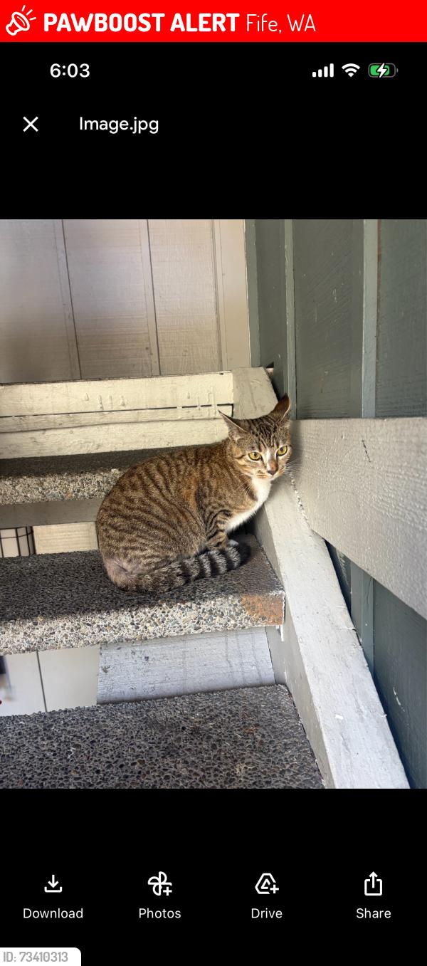 Lost Female Cat last seen 20th St E and 66th ave e, Fife, WA 98424