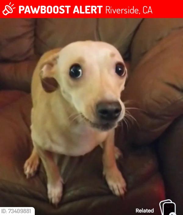 Lost Female Dog last seen 5th St & Lemon, Riverside, CA 92501