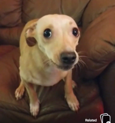 Lost Female Dog last seen 5th St & Lemon, Riverside, CA 92501