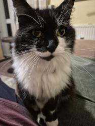 Reunited Male Cat last seen SEYMOUR Street near Brooks Road cambridge, Cambridgeshire, England CB1 3DH