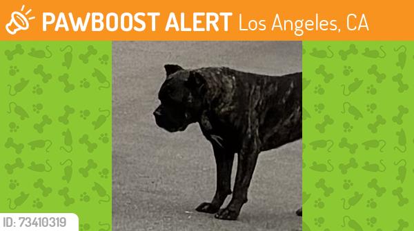 Found/Stray Unknown Dog last seen Centinela and Jefferson, Los Angeles, CA 90066