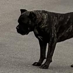 Found/Stray Unknown Dog last seen Centinela and Jefferson, Los Angeles, CA 90066